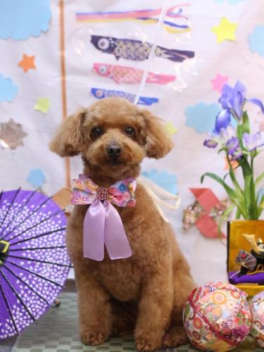 20240525チョコちゃん